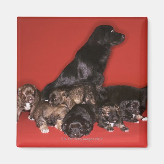 Mutterhund mit Welpen Magnet (Vorne)