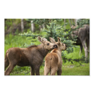 Mutterkälber Fotodruck