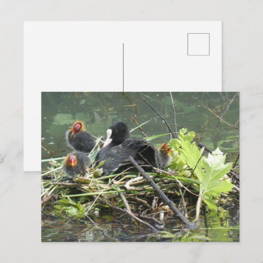 Mutterkuh mit junger DIY-Postkarte Postkarte (Vorne/Hinten)