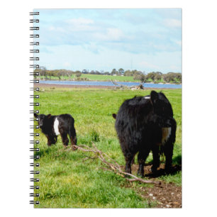 Mutterkuh und Baby Galloway Cow, Notebook Notizblock