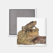 Mutterkuh und ihre Babys - bufo bufo Magnet (Vorderseite/Rückseite)