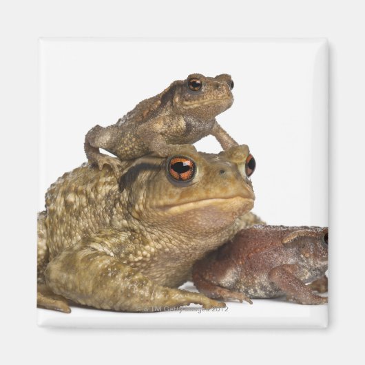 Mutterkuh und ihre Babys - bufo bufo Magnet (Vorne)