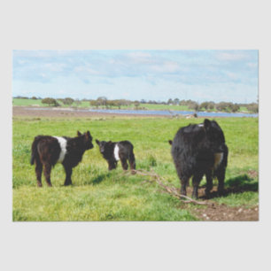 Mutterkuh und Schwulenkuh, Gewebe Seidenpapier