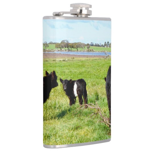 Mutterkühe und Galloway, Hüftkolben Flachmann (Rechts)