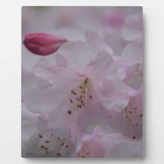 Mutterkummer Fotoplatte (Vorderseite)