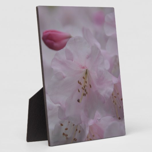 Mutterkummer Fotoplatte (Seite)