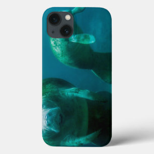 Muttermanatis mit ihrem Kalb in Crystal River iPhone 13 Hülle