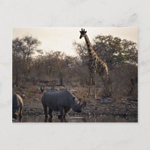 Mutternashorn und junger Nashorn an einem Wasserpl Postkarte