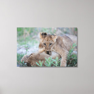 Mutterohr des Jungen des Löwes (Panthera Löwe) Leinwanddruck