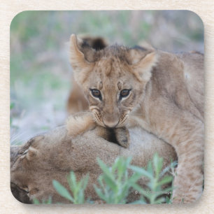 Mutterohr des Jungen des Löwes (Panthera Löwe) Untersetzer