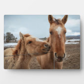 Mutterpferd Fotoplatte (Vorderseite)