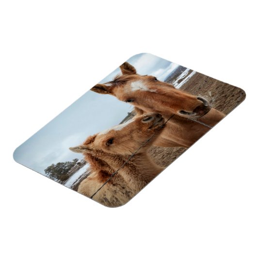 Mutterpferd Magnet (Linke Seite)