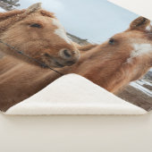 Mutterpferd Sherpadecke (3/4)