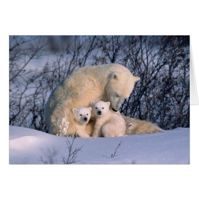 Mutterpolarbär sitzend mit Zwillingen, (Vorderseite (Horizontal))