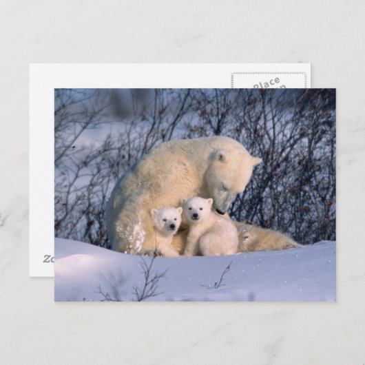Mutterpolarbär sitzend mit Zwillingen, Postkarte (Vorne/Hinten)