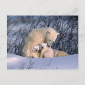 Mutterpolarbär sitzend mit Zwillingen, Postkarte (Vorderseite)