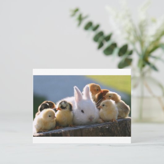 Mutterrabbit Adoptiere einige Chicks Postkarte (Stehend Vorderseite)
