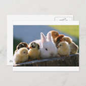Mutterrabbit Adoptiere einige Chicks Postkarte (Vorne/Hinten)