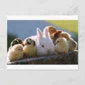 Mutterrabbit Adoptiere einige Chicks Postkarte (Vorderseite)