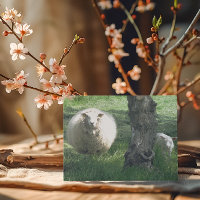 Mutterschaf und Lamm Frühling Naturfotografie