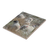 Mutterschafe in Gras aus Baumwolle in Nordhumberla Fliese (Seite)