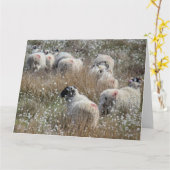 Mutterschafe in Gras aus Baumwolle in Nordhumberla Karte (Gelbe Blume)