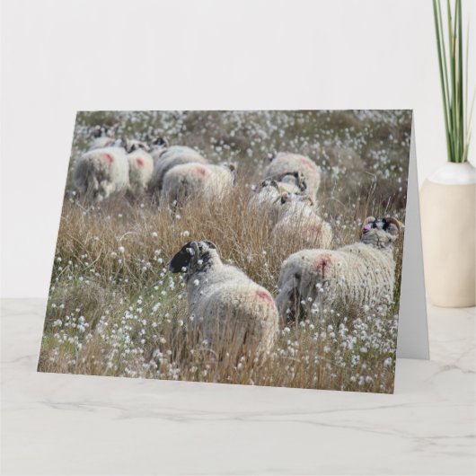Mutterschafe in Gras aus Baumwolle in Nordhumberla Karte (Vorderseite)
