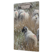 Mutterschafe in Gras aus Baumwolle in Nordhumberla Klemmbrett (Links)