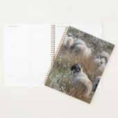 Mutterschafe in Gras aus Baumwolle in Nordhumberla Planer (Anzeige)