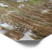 Mutterschafe in Gras aus Baumwolle in Nordhumberla Poster (Ecke)