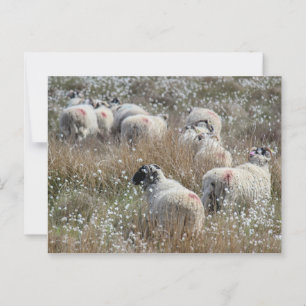 Mutterschafe in Gras aus Baumwolle in Nordhumberla Postkarte