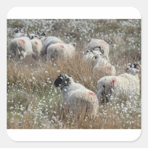 Mutterschafe in Gras aus Baumwolle in Nordhumberla Quadratischer Aufkleber
