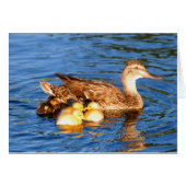 Mutterstockente mit ihren duckllings (Vorderseite (Horizontal))