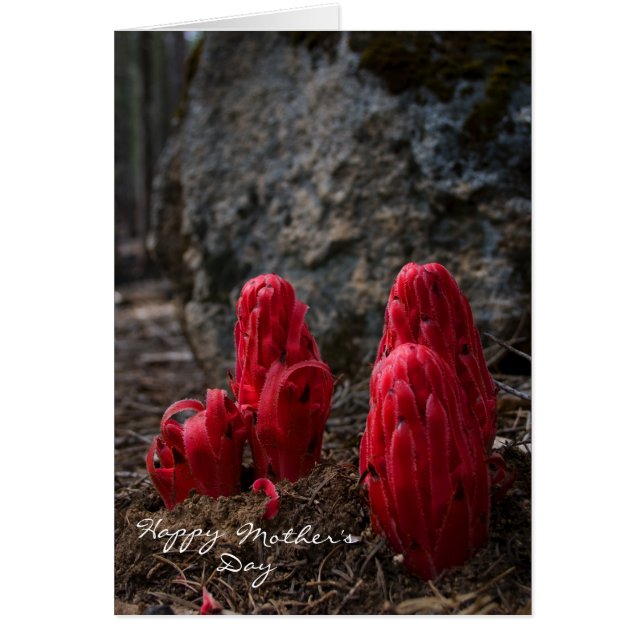 Muttertag der Schneeballsmuschel (Vorne)