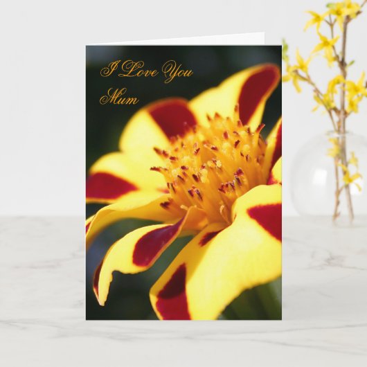 Muttertag Jolly Jester Marigold-Karte Karte (Gelbe Blume)