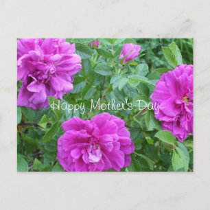 Muttertag-liebliche rosa Blume Postkarte