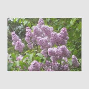 Muttertag Lovely Lilac Bush Seidenpapier