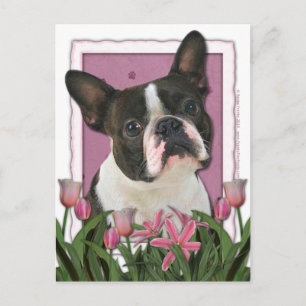 Muttertag - Rosa Tulips - Boston Terrier Postkarte