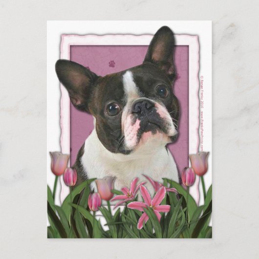 Muttertag - Rosa Tulips - Boston Terrier Postkarte (Vorderseite)