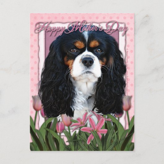 Muttertag - rosa Tulips - Cavalier - trifarbig Postkarte (Vorderseite)