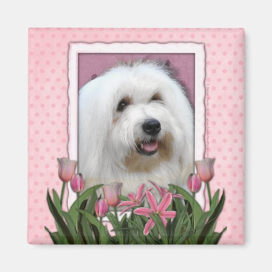 Muttertag - Rosa Tulips - Coton de Tulear Magnet (Vorne)