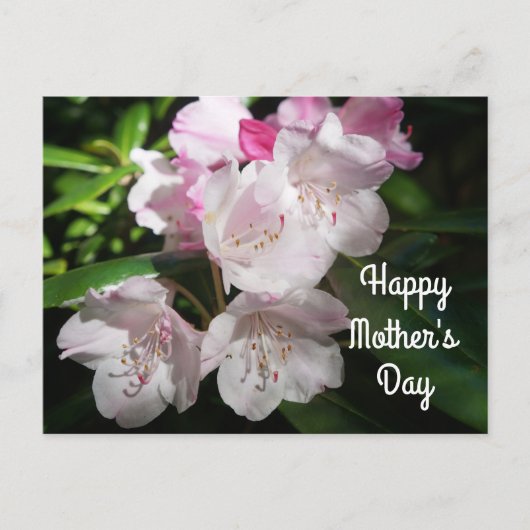 Muttertag Sakura Cherry Blossom #2 Postkarte (Vorderseite)