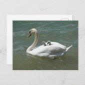 Muttertag Schwanenvögel Natur niedlich Postkarte (Vorne/Hinten)