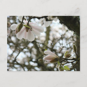 MUTTERTAGS-Blüten 20 Geschenkkarten Mama Mütter Postkarte