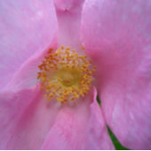 Muttertagskarte Dankeskarte