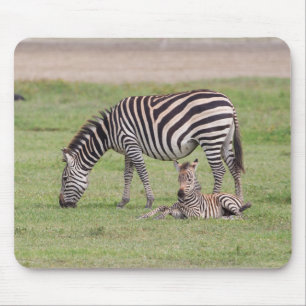 Mutterzebra mit neugeborenem Fohlen Mousepad