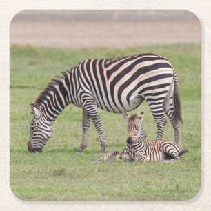 Mutterzebra mit neugeborenem Fohlen Rechteckiger Pappuntersetzer