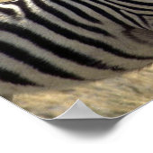 Mutterzebra und junger Zebra Poster (Ecke)