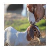 Mutterziege, die ihr Baby auf Kopf küsst Fliese (Vorderseite)