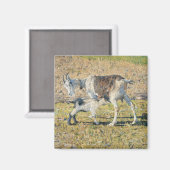 Mutterziege mit ihrem jungen Kind (von Segantini) Magnet (Vorderseite/Rückseite)